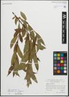 Foto von Salix pentandra L.